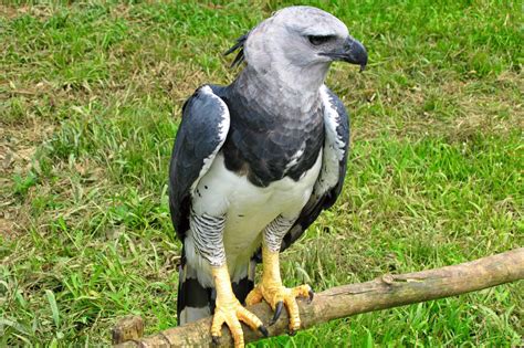 Harpy Eagle Talons: Everything You Need to Know