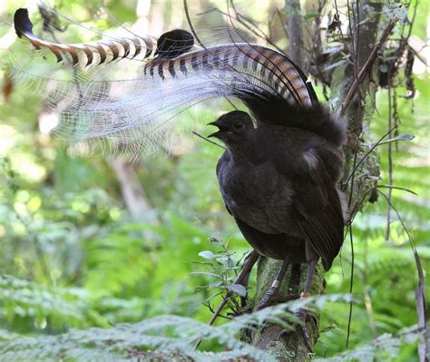 Worldbirder: Superb Lyrebird: Photo Essay.