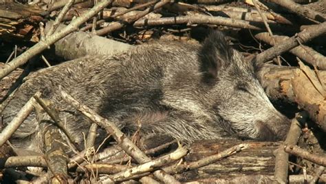 Pig Natural Habitat Stock Footage Video | Shutterstock