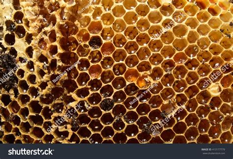 Beehive Honey Honeycomb Honey Stock Photo 413177779 | Shutterstock