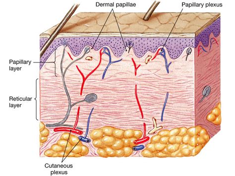 In the skin, what is the function of the papillary layer? | Socratic