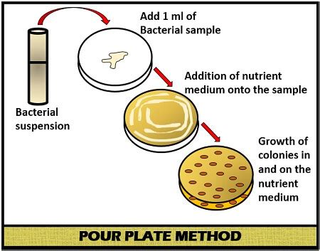 Isolation of Bacteria - Definition & Methods - Biology Reader