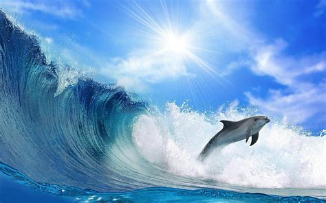 HD wallpaper: silhouette of dolphin, sunset, reflection, the ocean, jump, sea | Wallpaper Flare