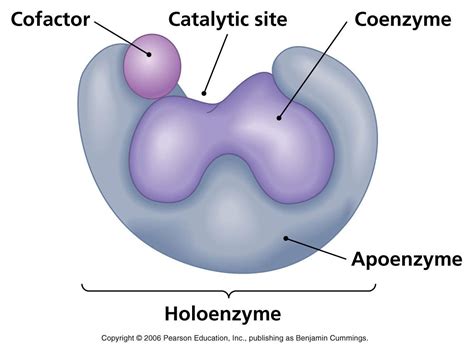 Cofactor Vs Coenzyme