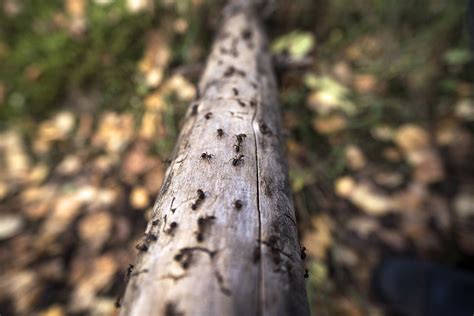 Tree Ant Infection: Everything You Need To Know - Trees Down Under