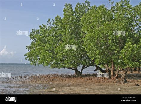 botany, mangrove, (Avicennia), species, grey mangrove, (Avicennia marina), trees and roots in ...