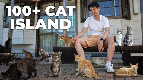 How this Japan's Cat Island Survives without Tourists | POP JAPAN