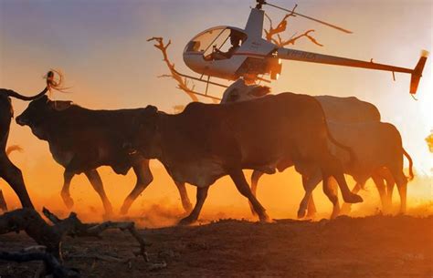 Mustering cattle in the remote outback | Australia, Outback australia ...