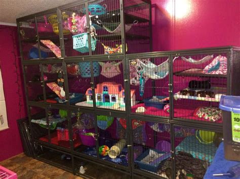 61Animal Room Pets | Rat cage, Rat cage accessories, Rat cage ideas