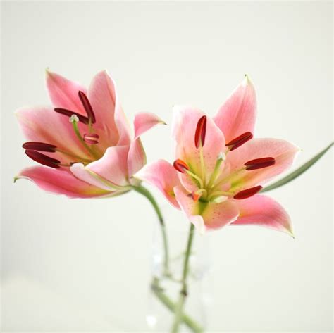 Lily Flowers: Colors and Symbolism | Flower Station