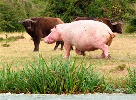 "Pink Hippo" spotted on Safari at Paraa Safari lodge - Photo by Penny Boyd | Albino animals ...