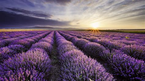 Sunrise and dramatic clouds over lavender field, Yambol, Bulgaria ...