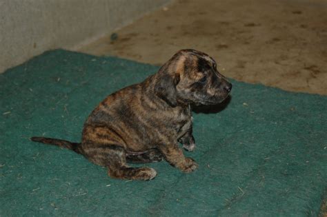 Four-weeks-old Tennessee Treeing Brindle Mountain Cur puppy. | Perros