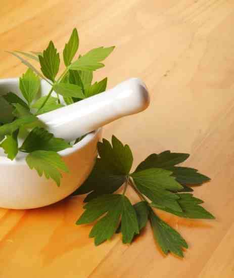 Plant Profile: Lovage Herb - Mother Earth Living