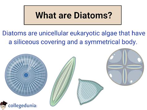 Diatom: Types, Characteristics, Reproduction & Uses