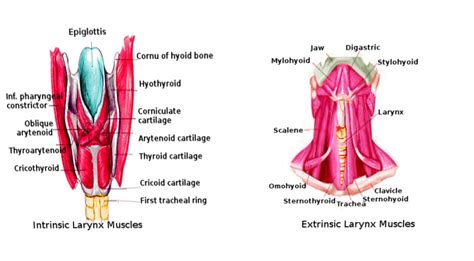 Anatomy Of Larynx Muscles