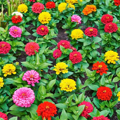 Zinnia Flower Garden Seeds - Thumbelina Mix - 1 Oz - Annual Flower ...