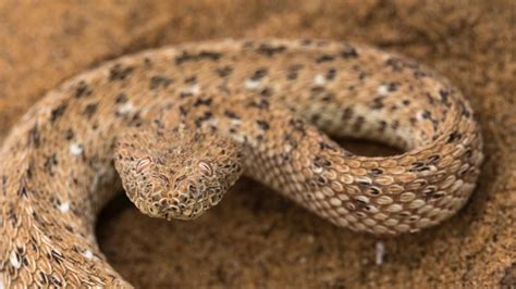 6 desert-adapted species of the Namib - Africa Geographic