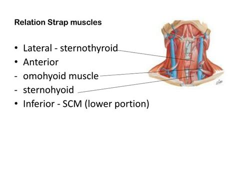 PPT - THYROID ANATOMY PowerPoint Presentation - ID:2139437