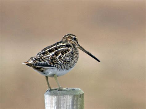 Picture Of A Snipe Bird - Poles Png