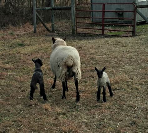 Lambs At Play...the Daily Farm Adventures {121} » Walking in High Cotton