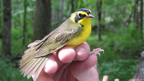 Kentucky Warbler | Outdoor Alabama