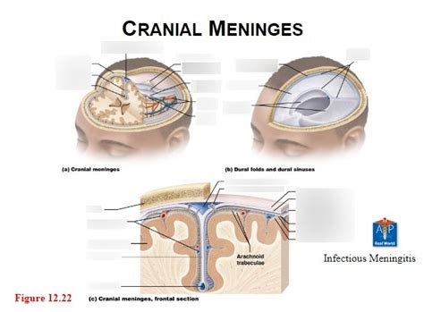 Cranial Meninges Diagram | Quizlet