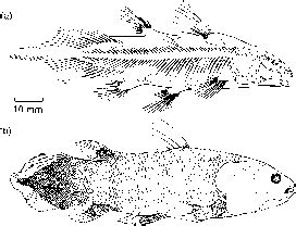 Box Sarcopterygian Relationships - Amphibians - Fossil Hunters