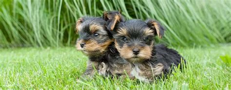 40 Yorkie Mix Breeds That Will Make You Fall In Love - Yorkie Passion