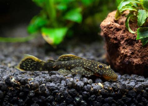 Common Pleco: The Complete Care And Breeding Guide - Fishkeepingfans.com