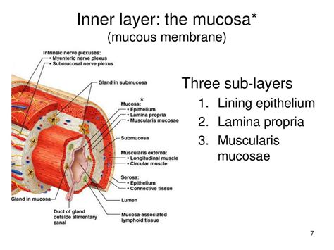 PPT - The Digestive Tract PowerPoint Presentation - ID:640008