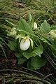 Category:Cypripedium cultivars - Wikimedia Commons