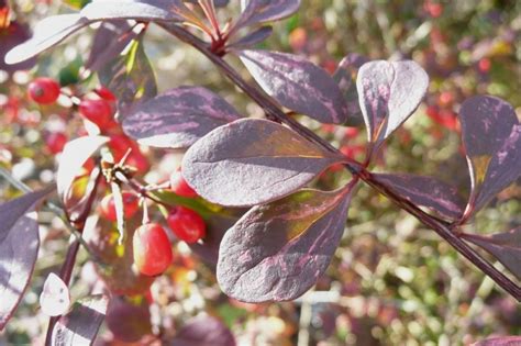 Berberis thunbergii f. atropurpurea – Plants – Oak Leaf Gardening