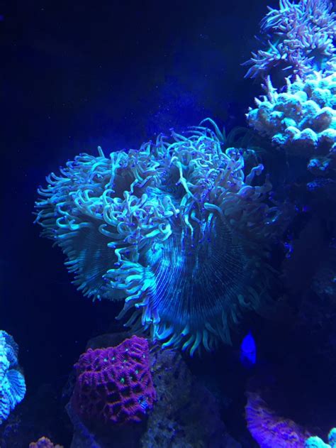 Elegance Coral Syndrome - Anything new to be said? | Reef2Reef