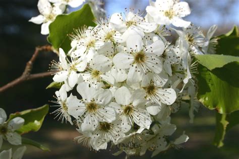 Bradford Pear – Wildly Sprouting Thorny Bushes | Walter Reeves: The Georgia Gardener