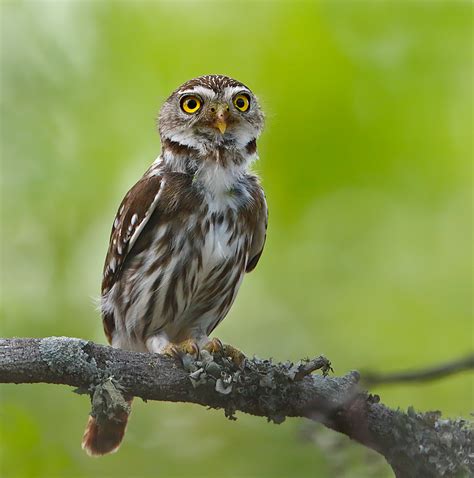 Ferruginous Pygmy-Owl photo - stevemetz photos at pbase.com