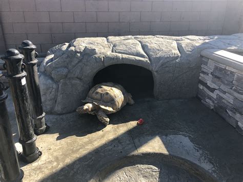 Sulcata Tortoise Habitat | Sulcata tortoise, Tortoise habitat, Tortoise