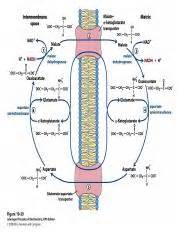 PDH Complex