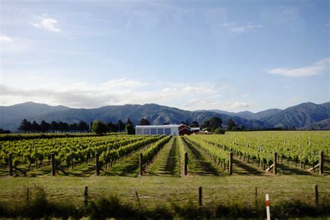 Ford Family Photos: Marlborough Wine Region, South Island, New Zealand