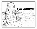 Printable Groundhog Coloring Pages Web Related Categories And Tags  sketch template