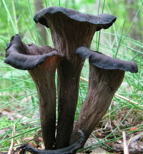 Hermit Musings: Black Trumpet Mushroom