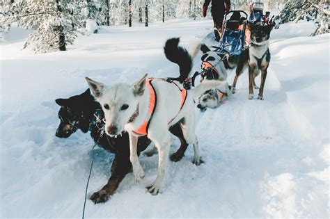 How to Train a Sled Dog: 8 Effective Tips & Equiment Essentials | Pet Keen