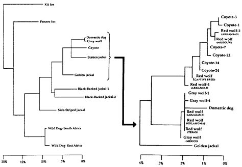 The Wolf Family Tree | The wolf Wiki | FANDOM powered by Wikia