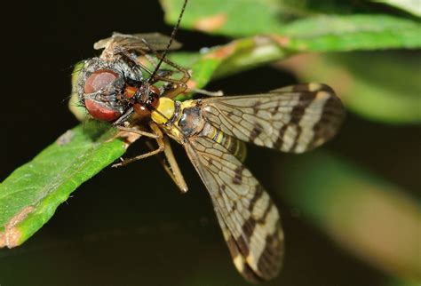 Mecoptera,insects,panaropa,moscow,scorpio - free image from needpix.com