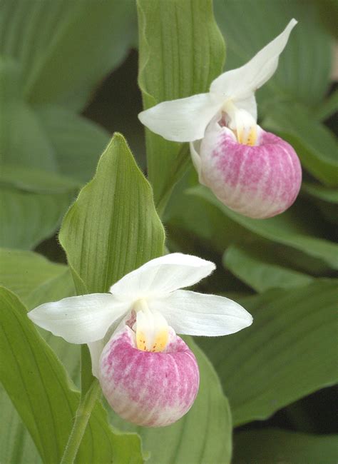 Propagating the Pink Lady-Slipper: Taming the Wild Orchid | Orchid Care Zone