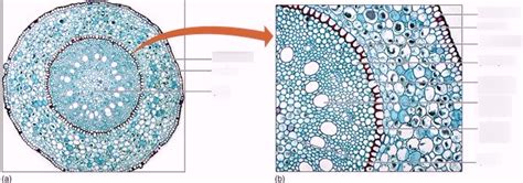 Cross Section of a Monocot Root Diagram | Quizlet