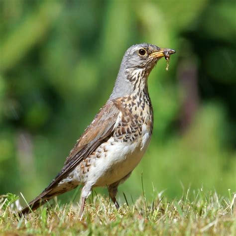 DSC05548 | Turdus philomelos Song thrush | Zigmunds klušs | Flickr