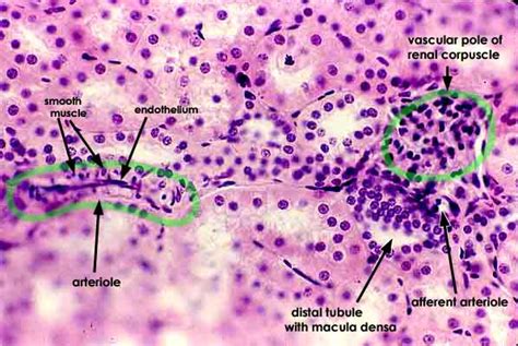 Histology at SIU