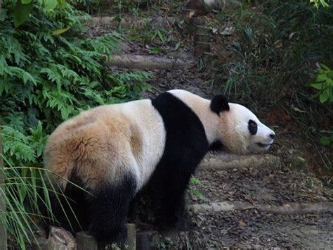 Hallo Phoebe: Singapore Zoo with Panda!