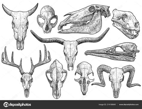 Animal Skulls Vector Art Graphics | atelier-yuwa.ciao.jp